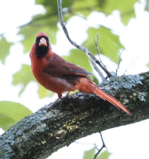 Northern Cardinal - ML642543620
