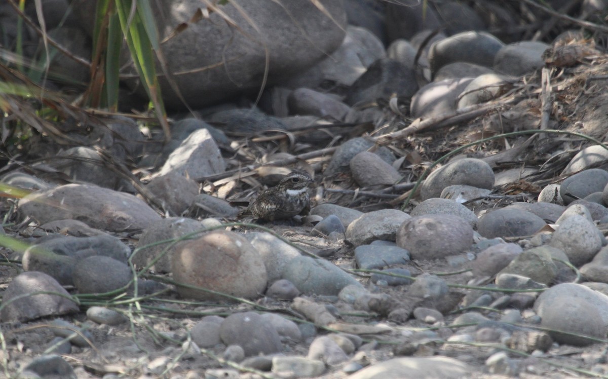 Lesser Nighthawk - ML642543644