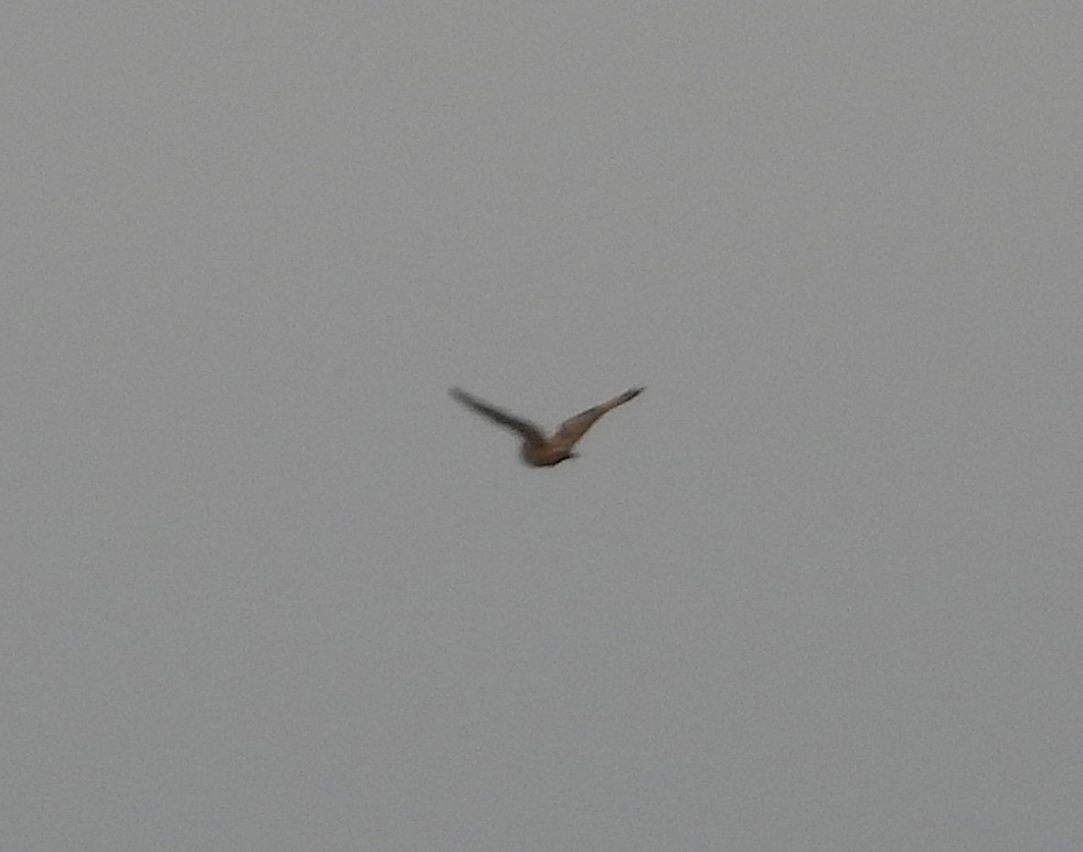 Kır Baykuşu - ML642543660