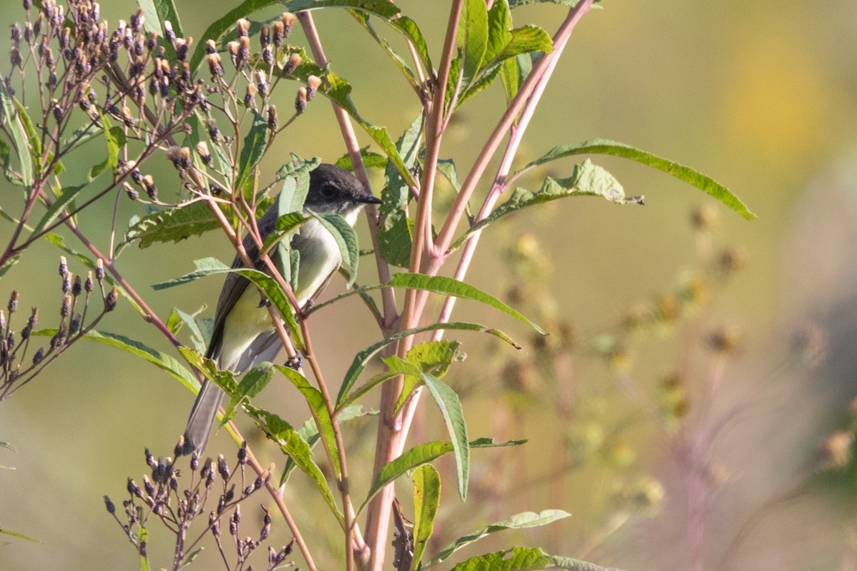 Eastern Phoebe - ML642543666