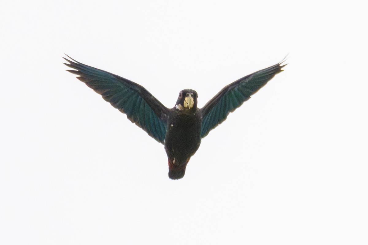 Bronze-winged Parrot - ML642543676