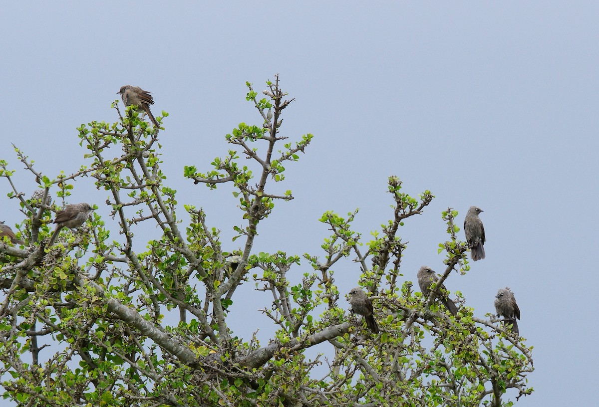 Black-lored Babbler - ML642543683