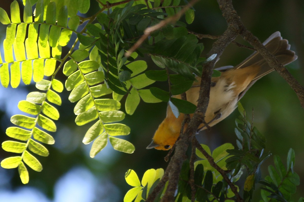 Orange-headed Tanager - ML642543779