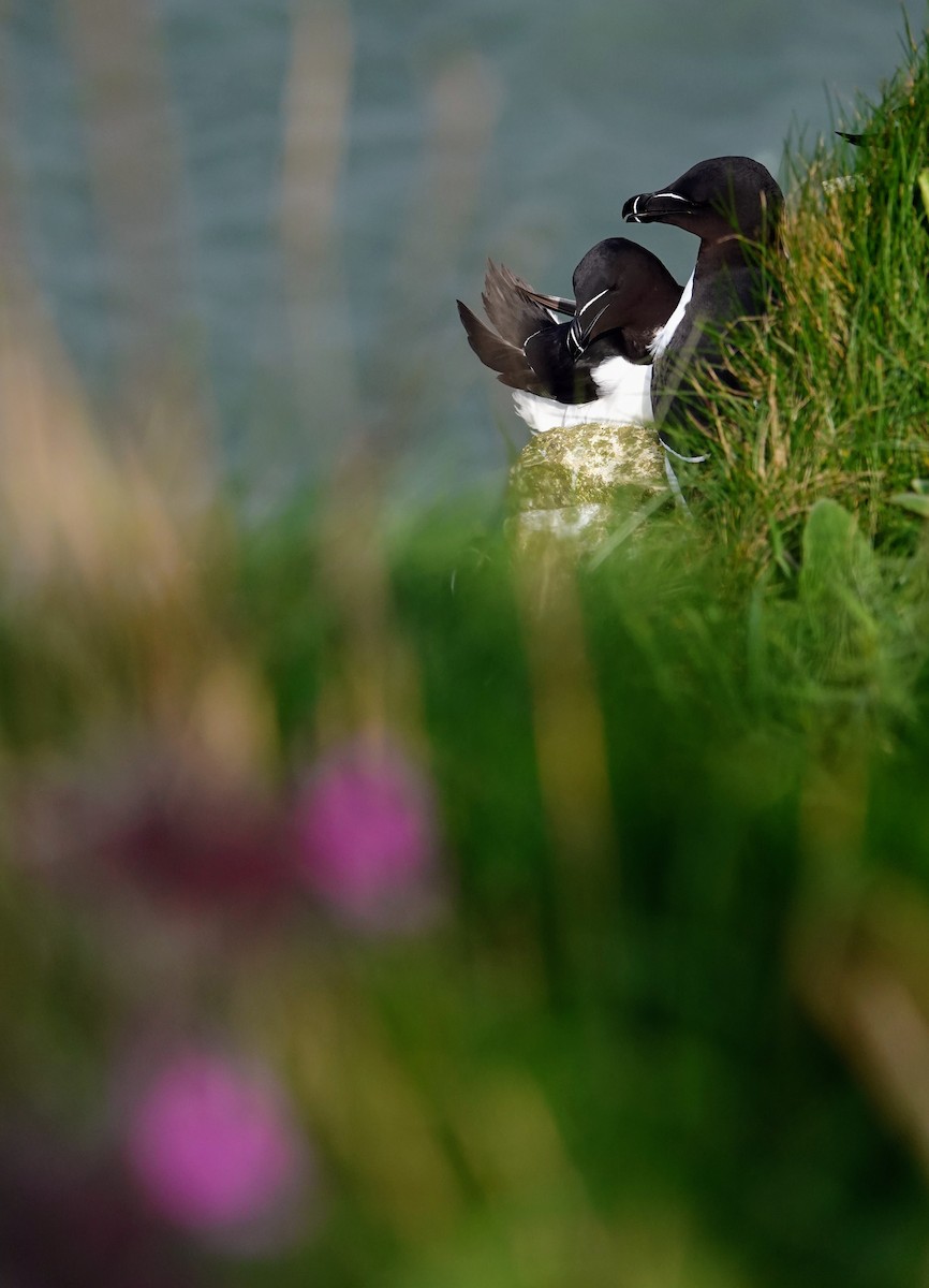 Razorbill - ML642543796