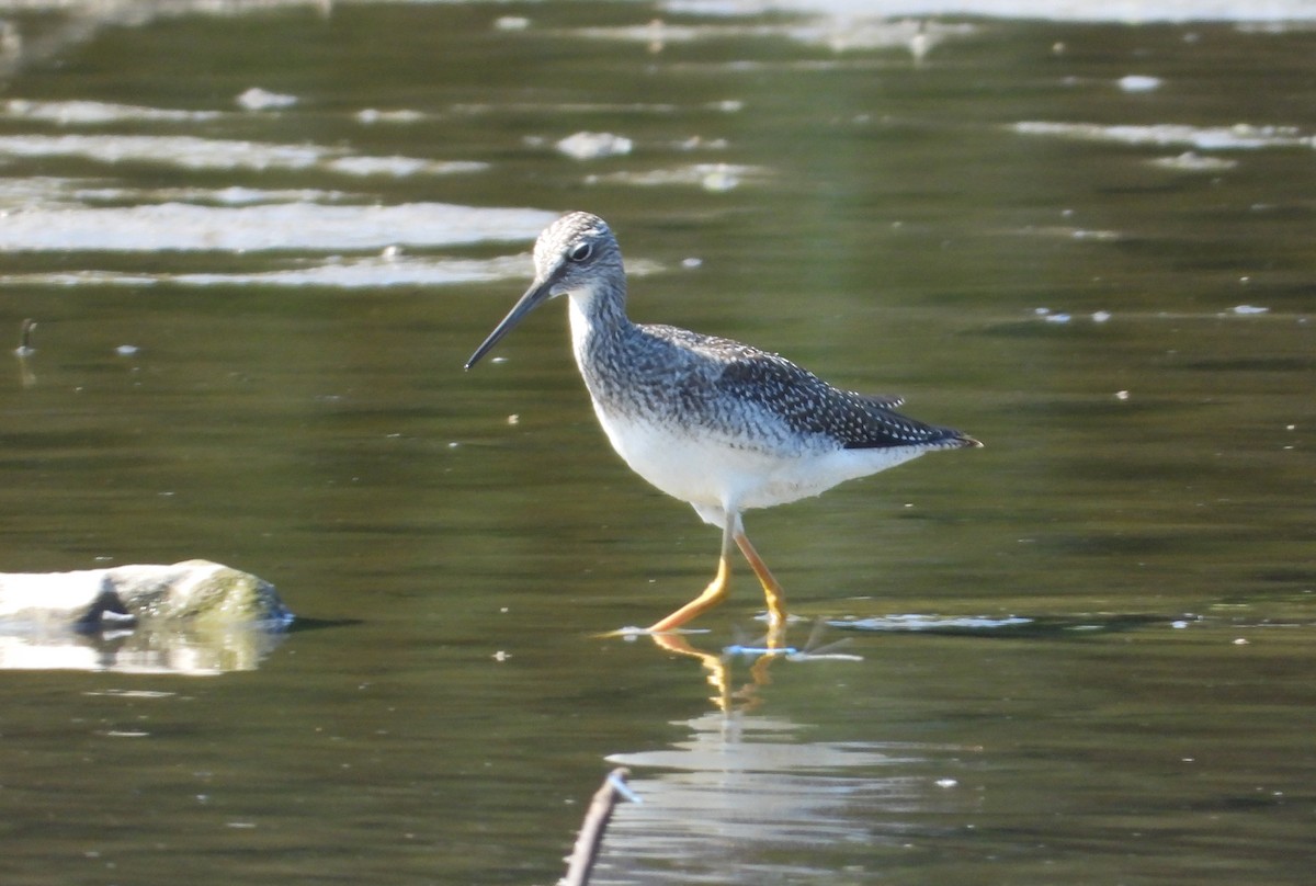 Greater Yellowlegs - ML642543824