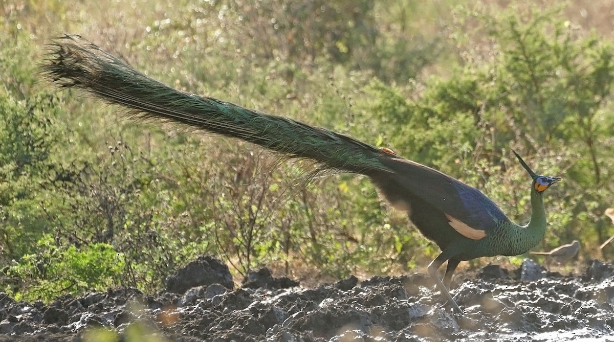 Green Peafowl - ML642543834