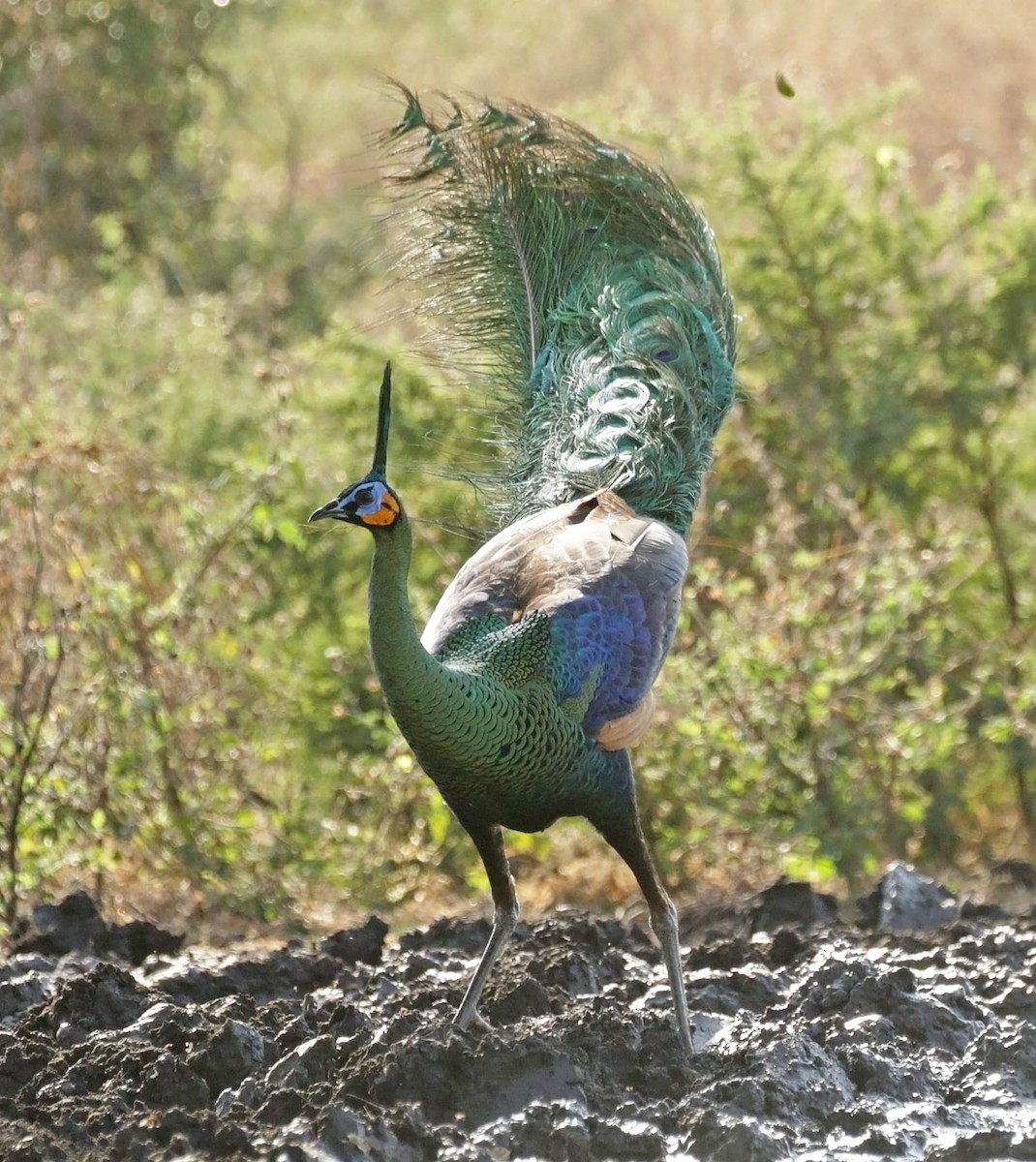 Green Peafowl - ML642543835