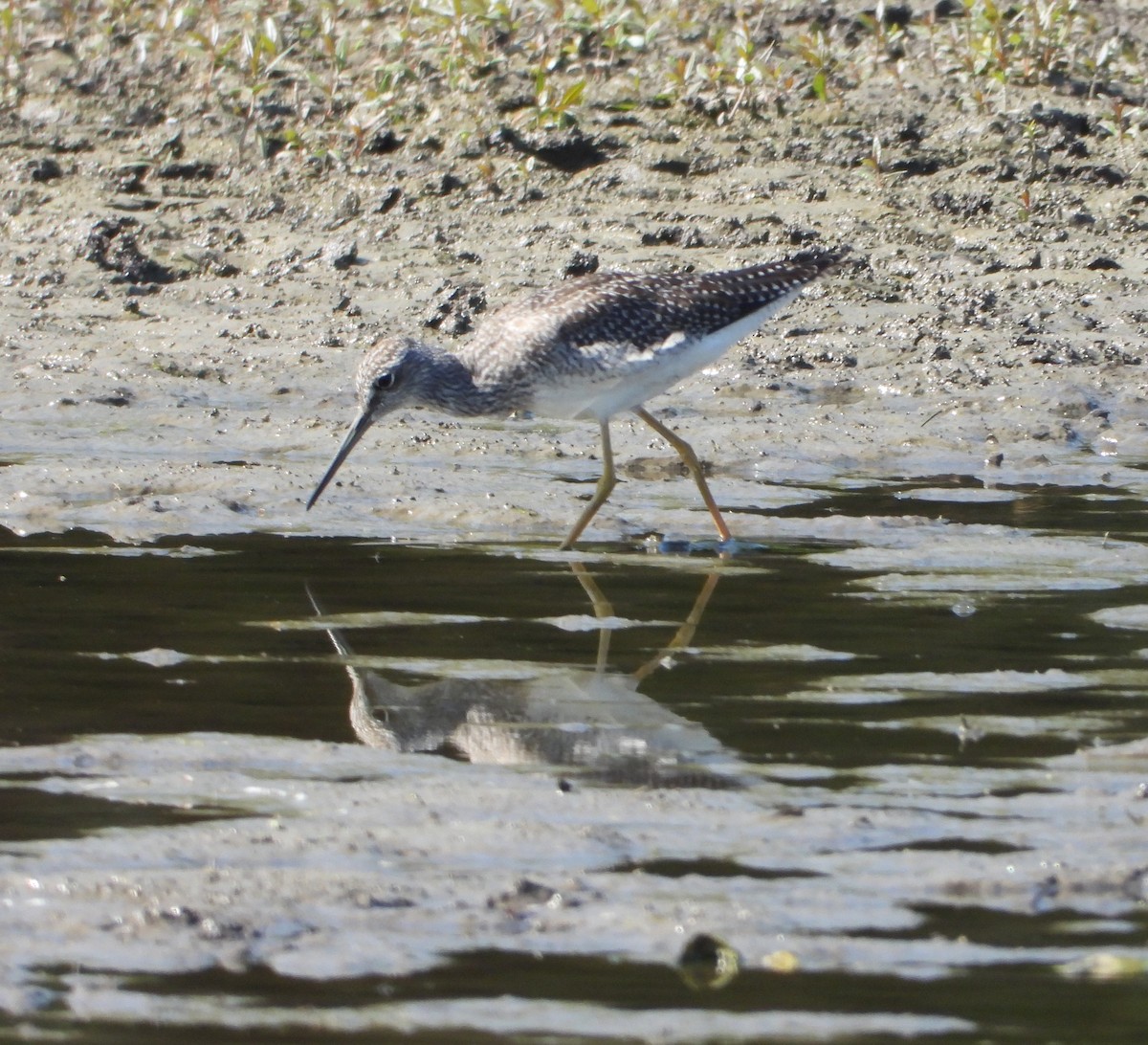 Greater Yellowlegs - ML642543845