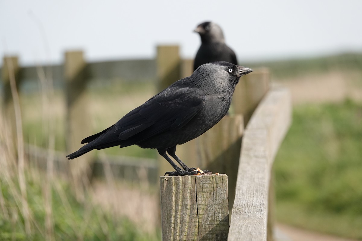 Eurasian Jackdaw - ML642543846
