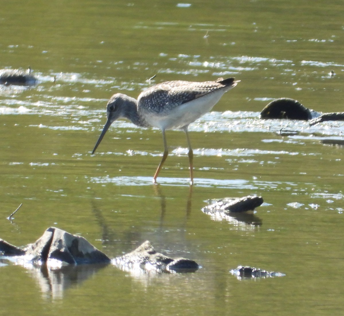 Greater Yellowlegs - ML642543882