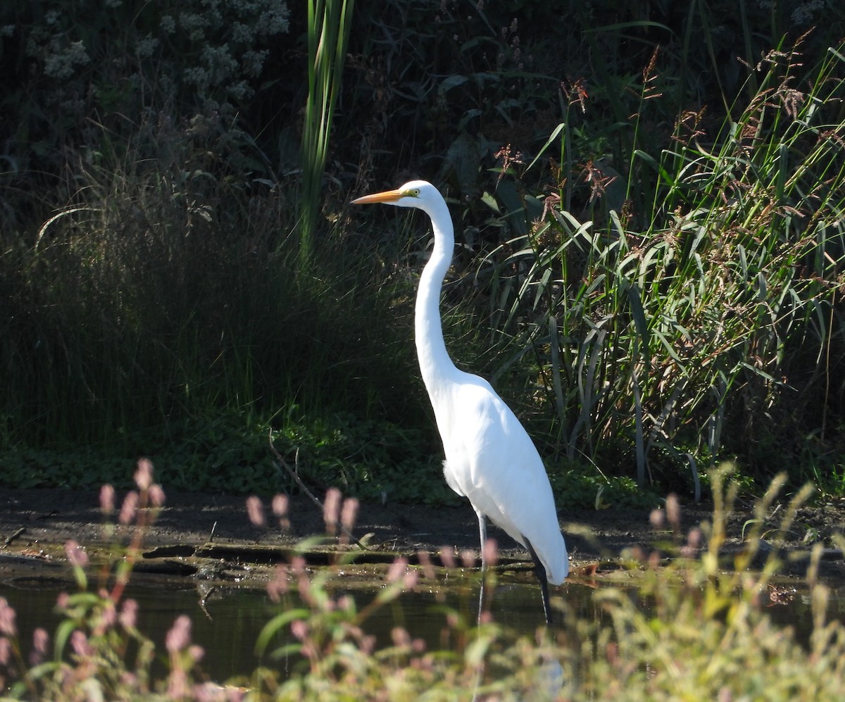 Great Egret - ML642543899