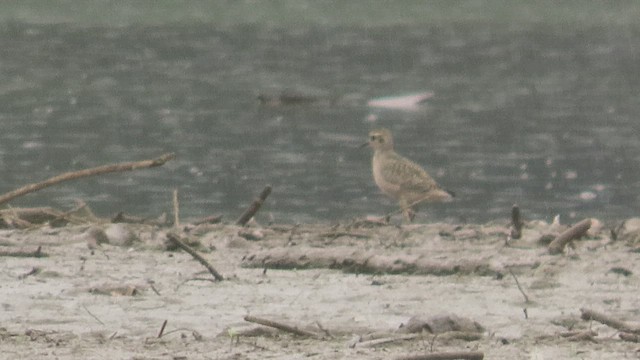 American Golden-Plover - ML642543912