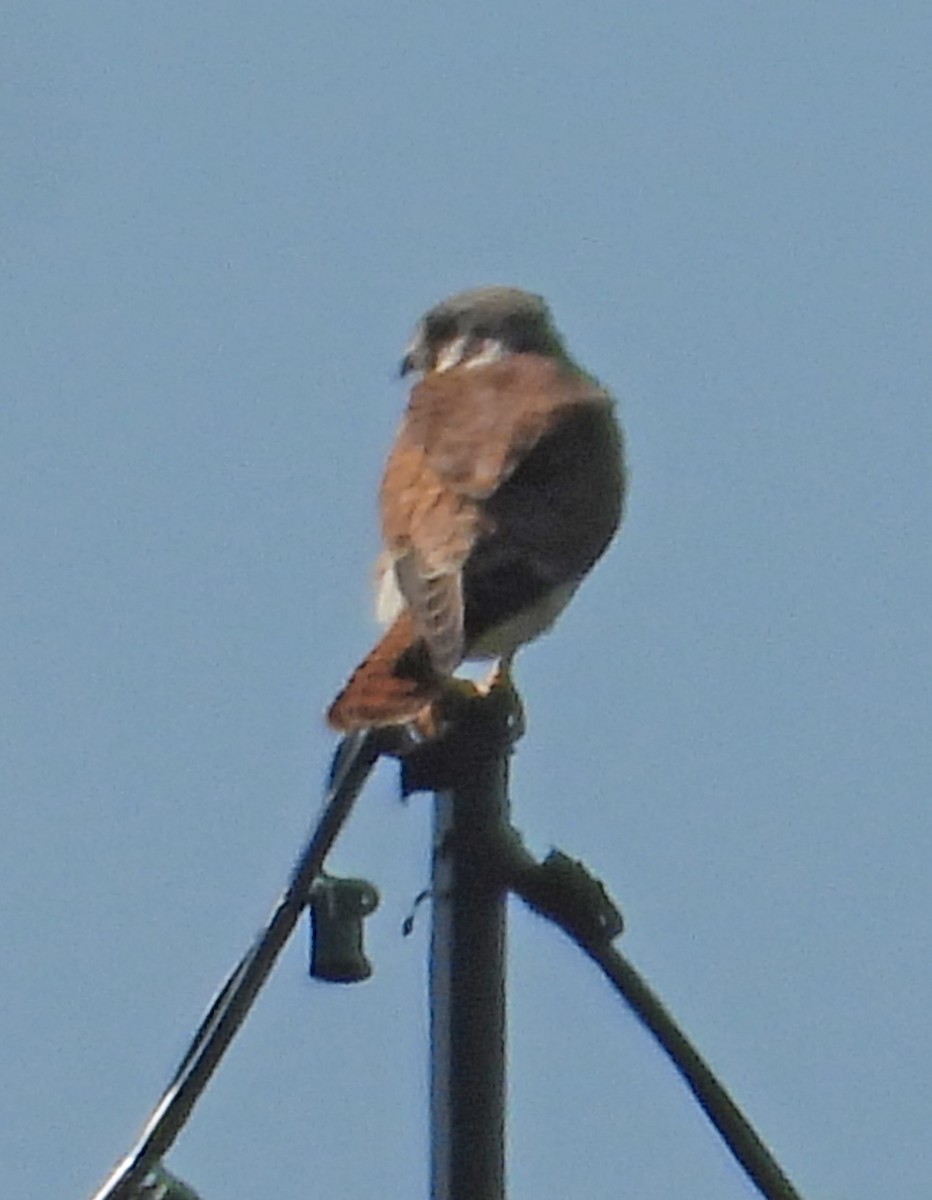 American Kestrel - ML642543919