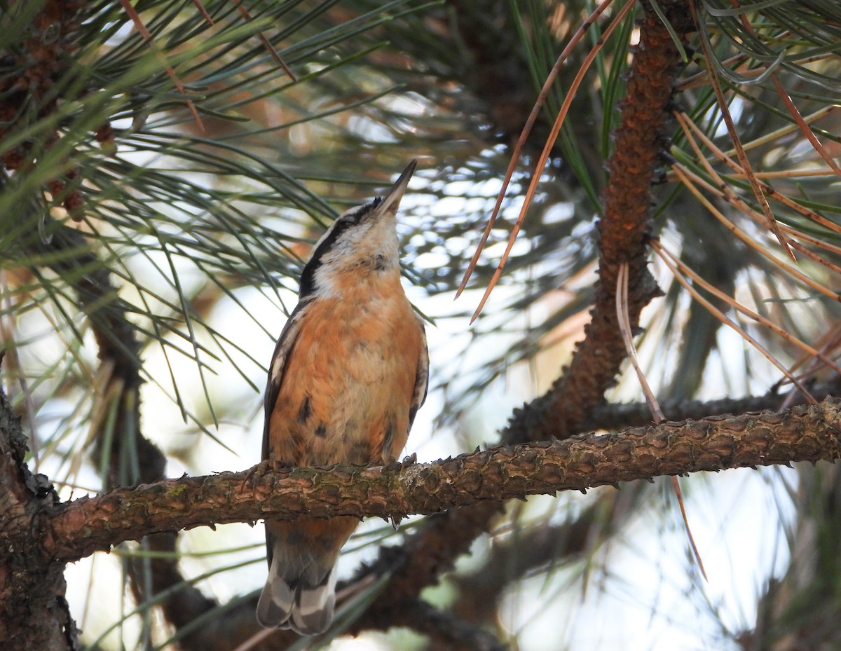 Red-breasted Nuthatch - ML642543948