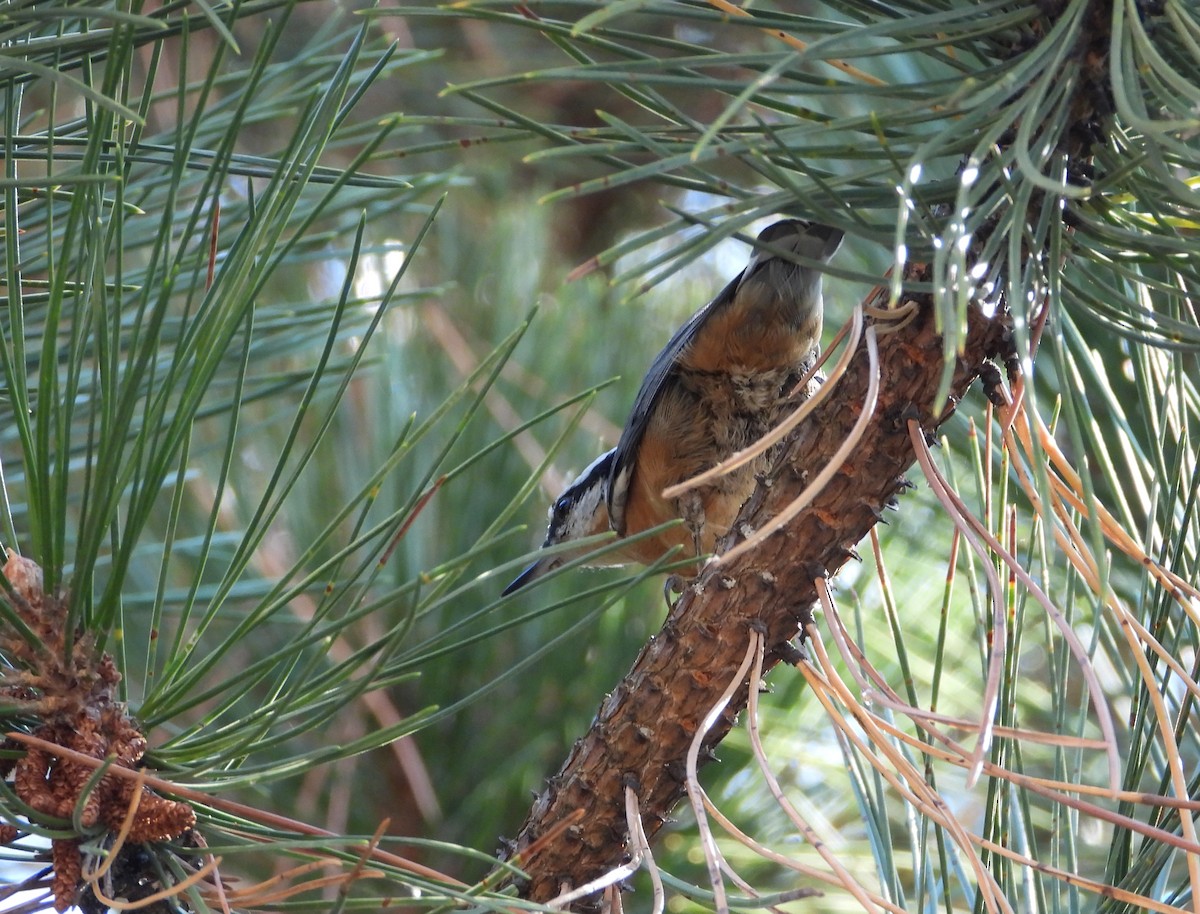 Red-breasted Nuthatch - ML642543963