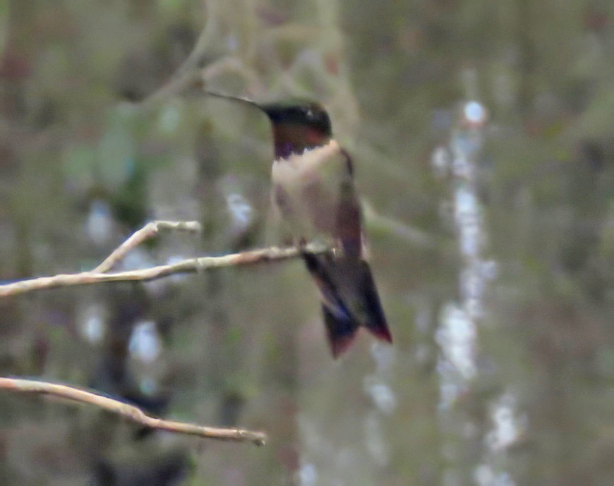Ruby-throated Hummingbird - ML642543966