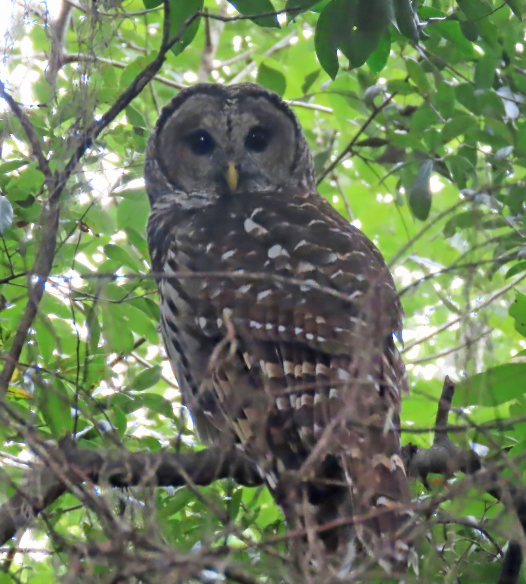 Barred Owl - ML642543978