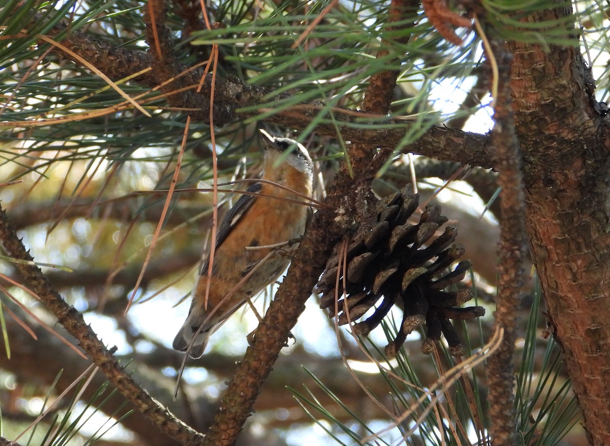 Red-breasted Nuthatch - ML642543982