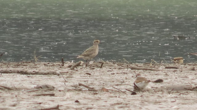 American Golden-Plover - ML642543990