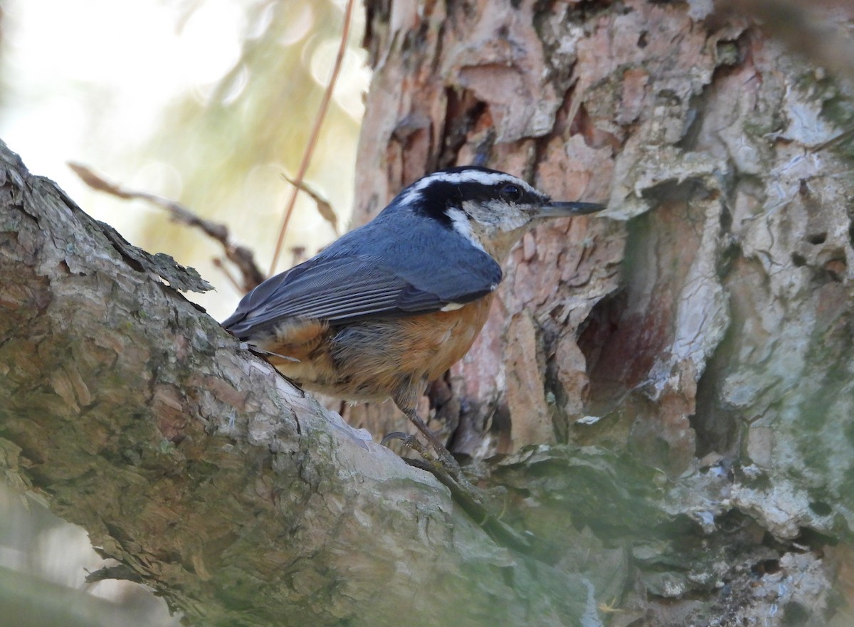 Red-breasted Nuthatch - ML642543995