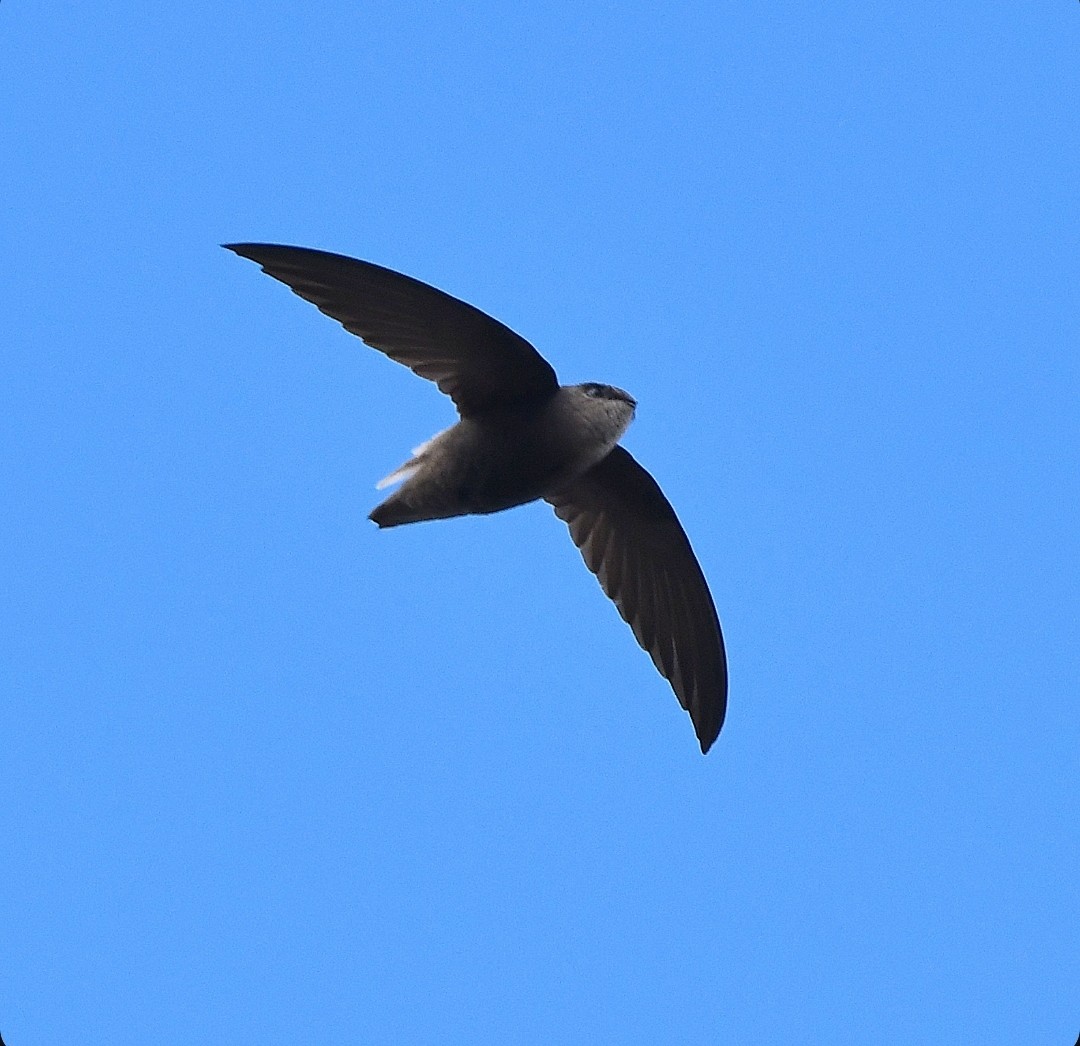 Sick's Swift - ML642544017