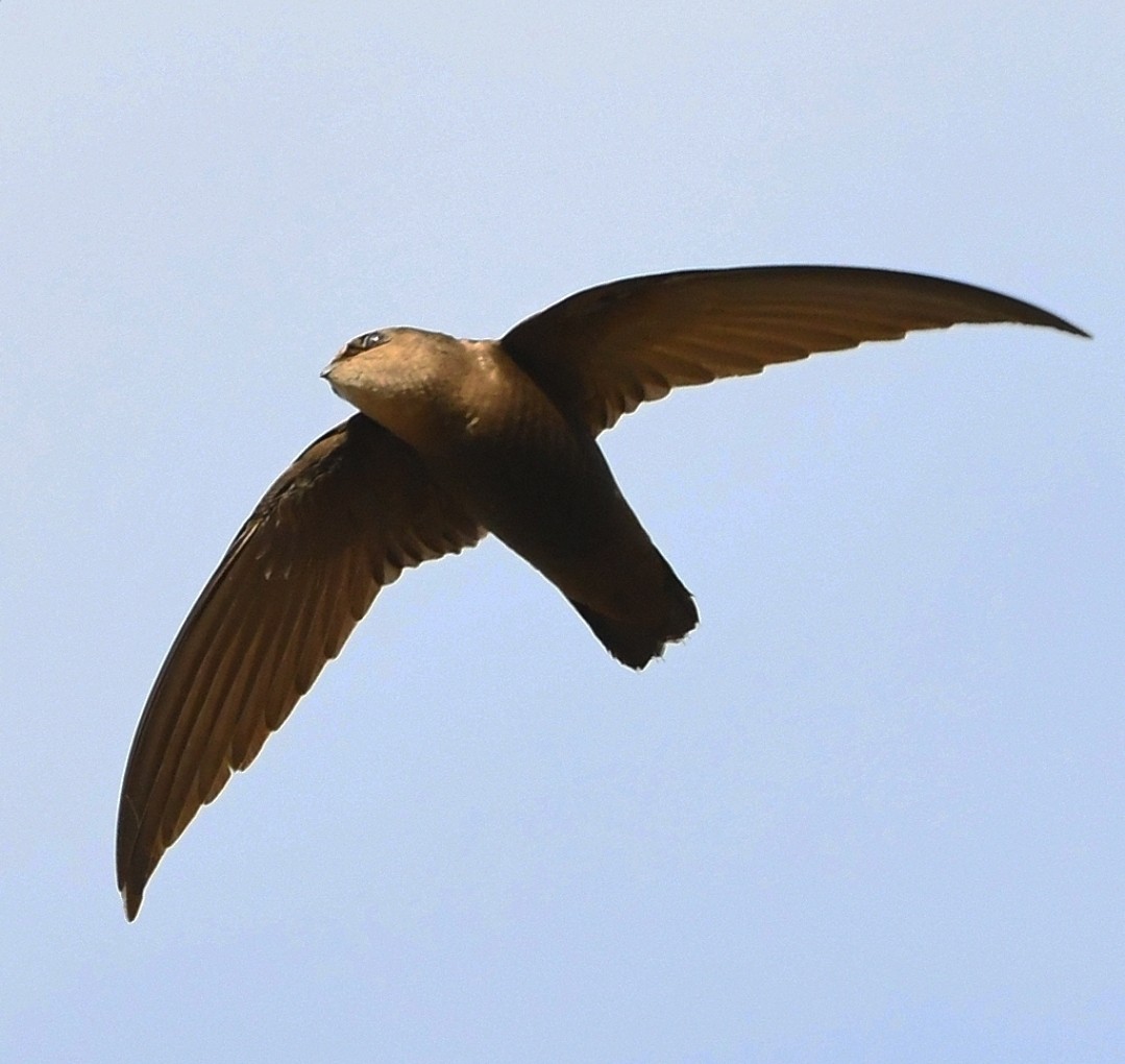Sick's Swift - ML642544018