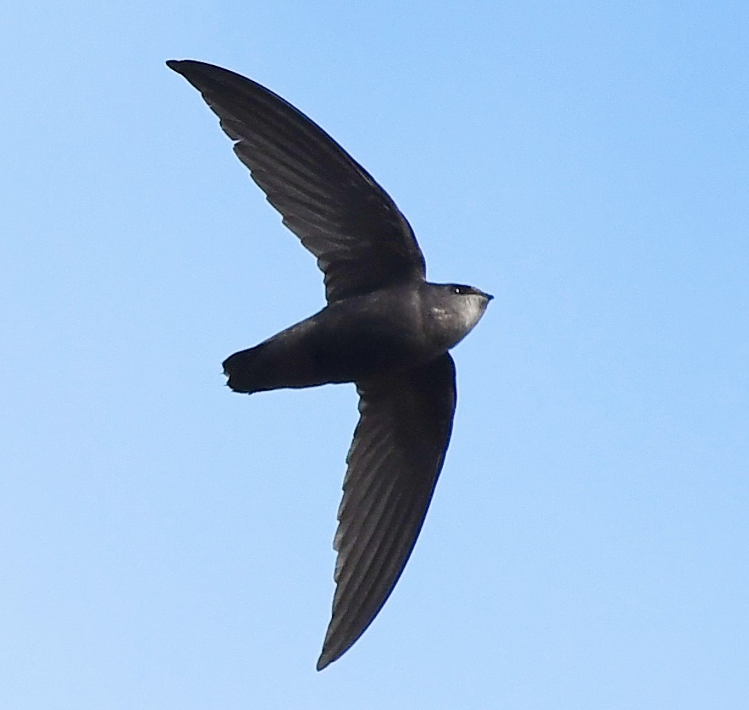 Sick's Swift - ML642544019