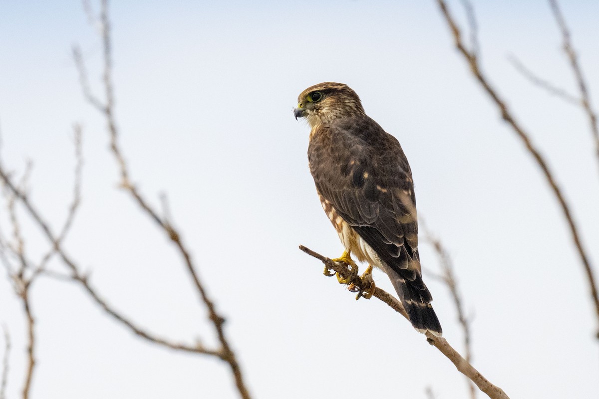 Merlin - ML642544028