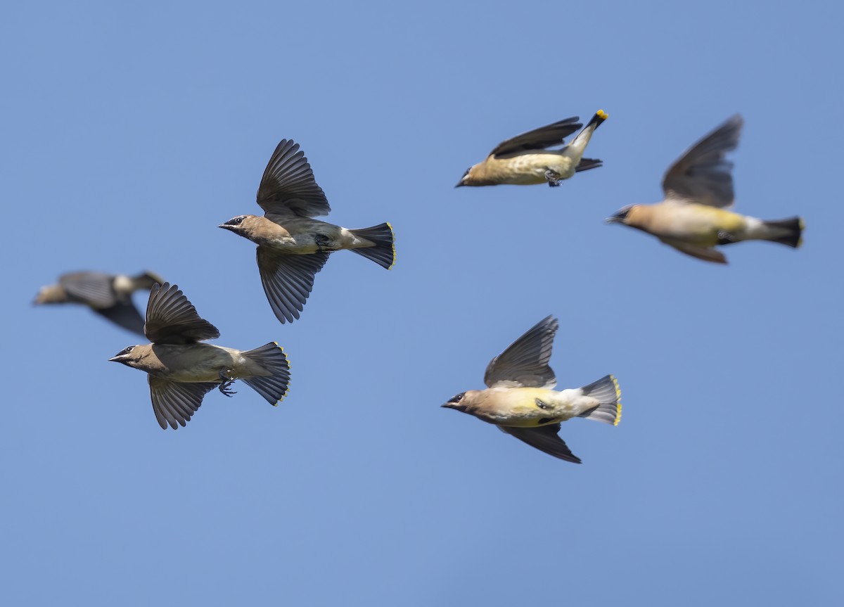 Cedar Waxwing - ML642544039