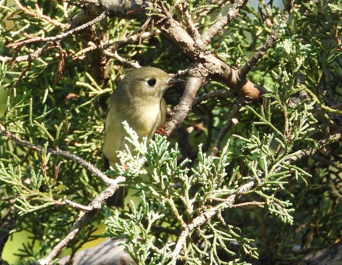 Ruby-crowned Kinglet - ML642544040