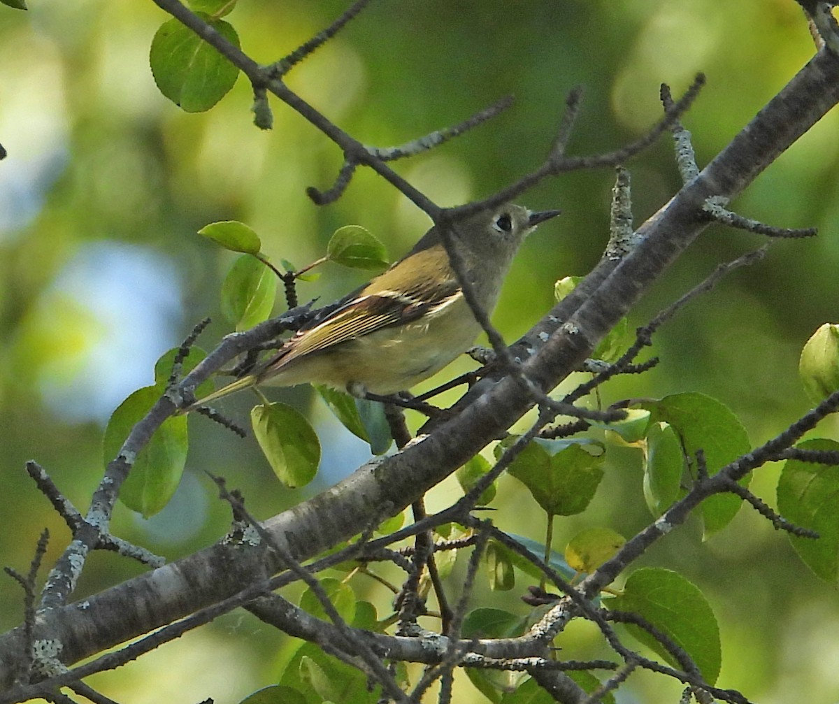Ruby-crowned Kinglet - ML642544047