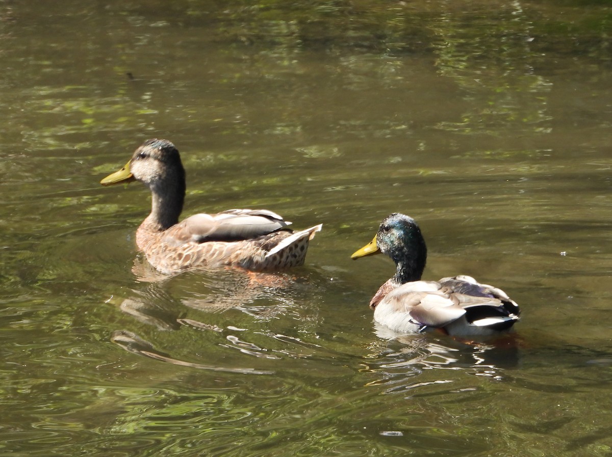 Mallard - ML642544054