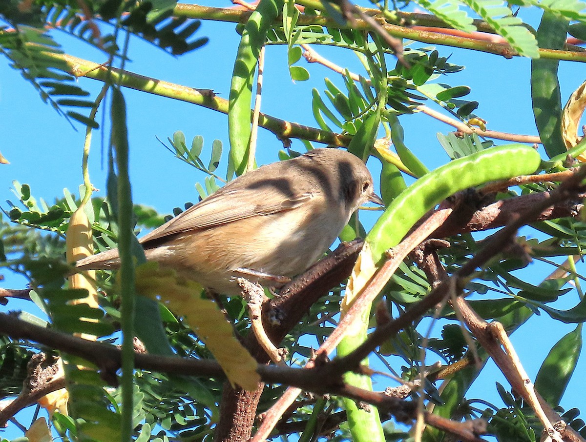 Garden Warbler - ML642544057