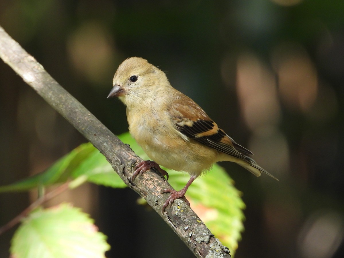 American Goldfinch - ML642544080