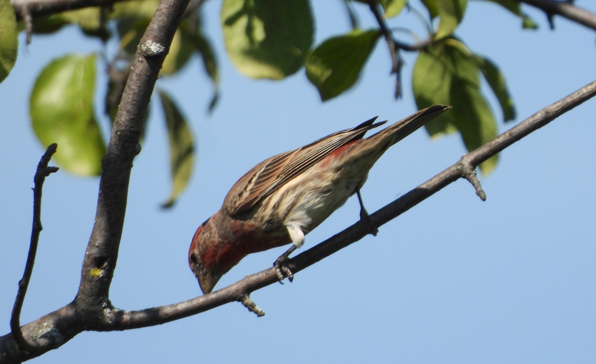 House Finch - ML642544098