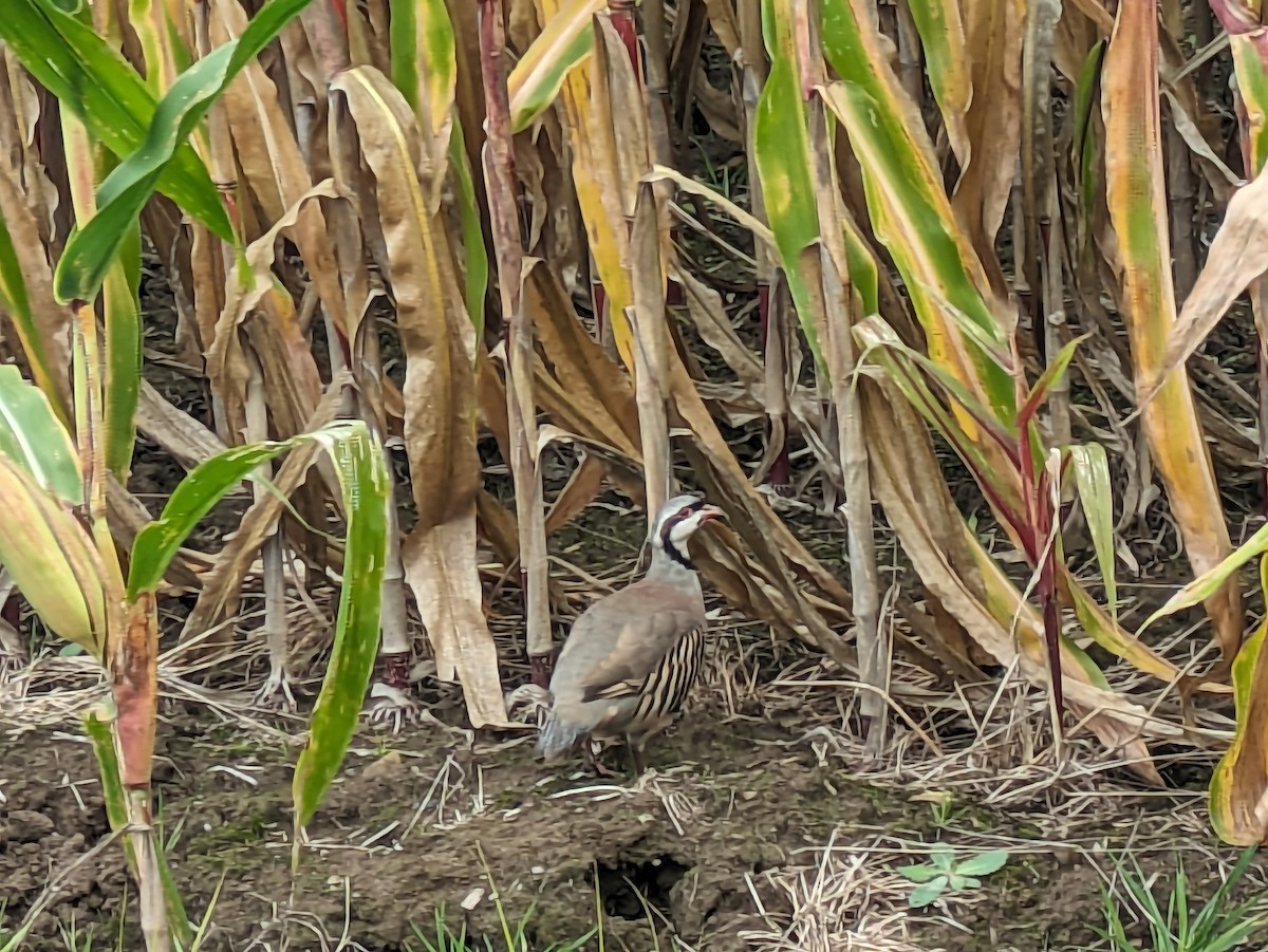 orebice čukar - ML642544132