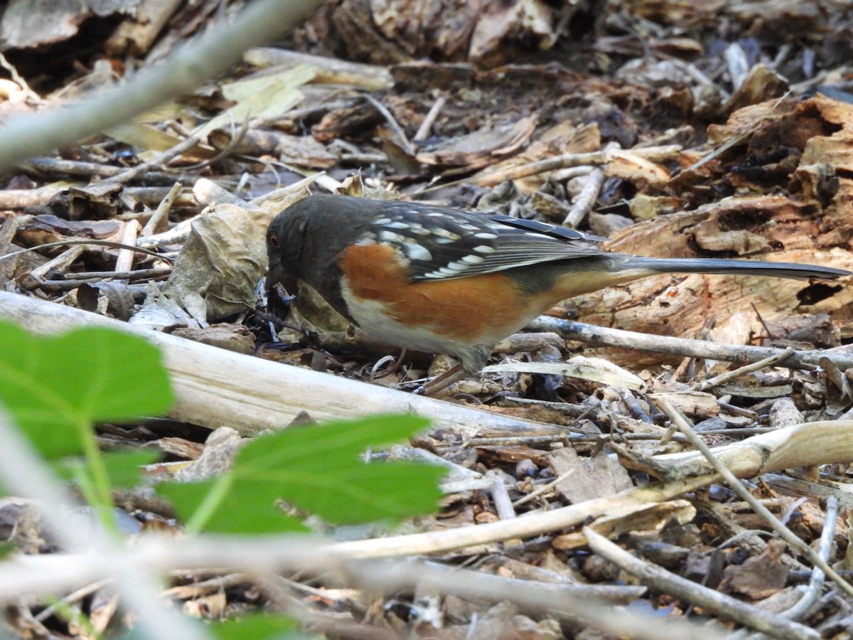 Spotted Towhee - ML642544159