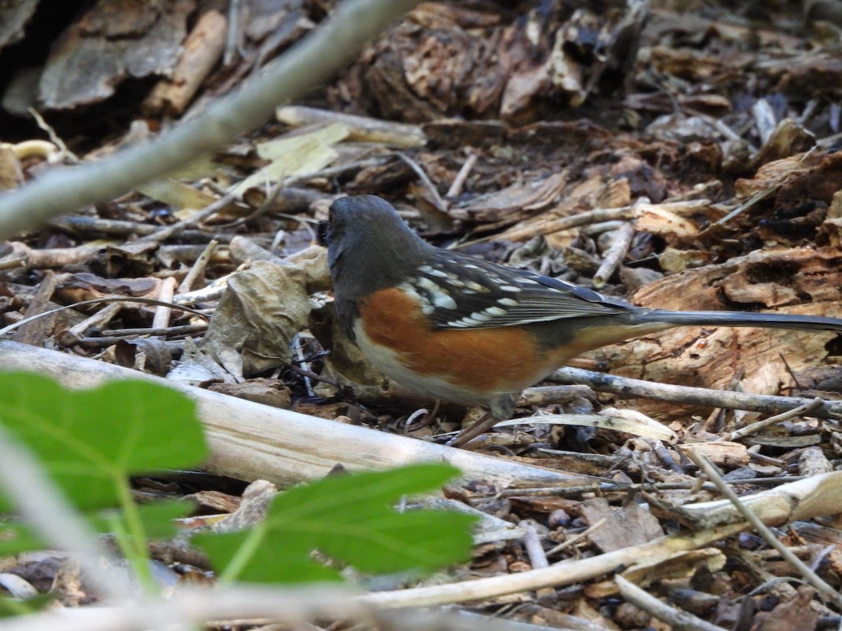 Spotted Towhee - ML642544160