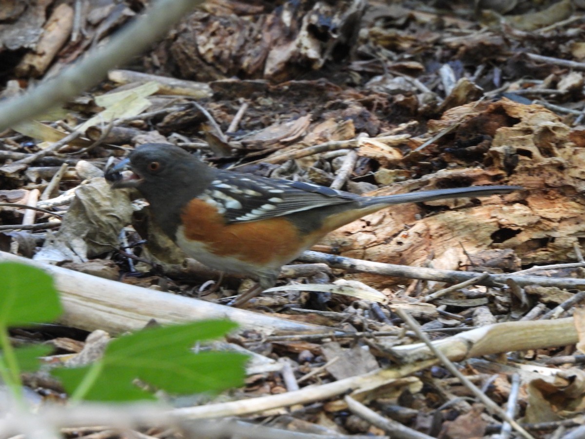 Spotted Towhee - ML642544161