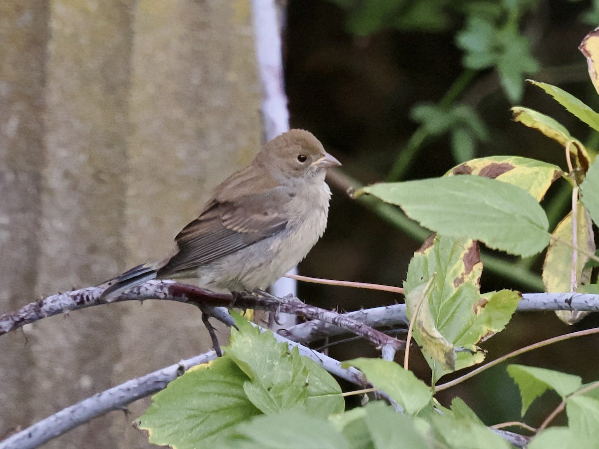 Indigo Bunting - ML642544165