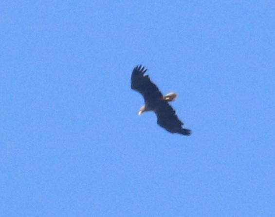 Aquila di mare - ML642544183
