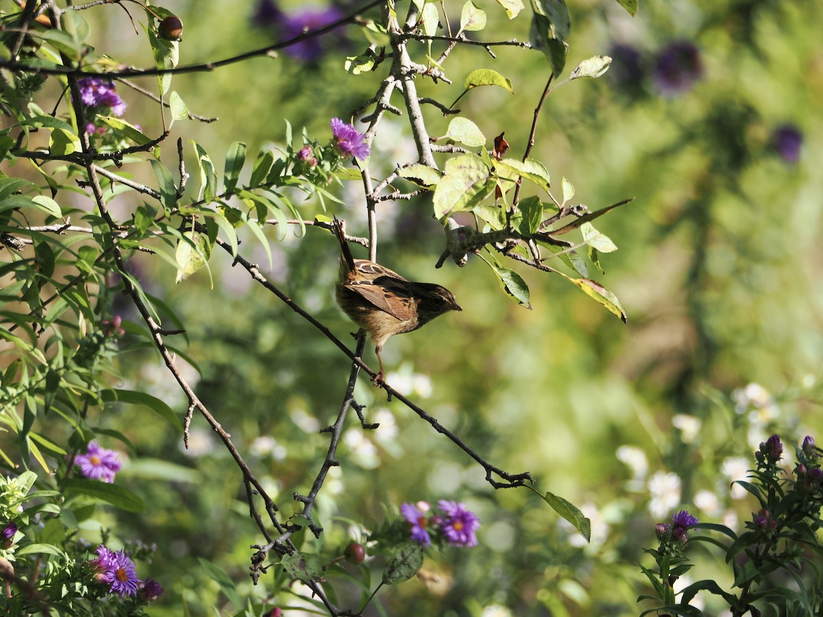 Swamp Sparrow - ML642544191