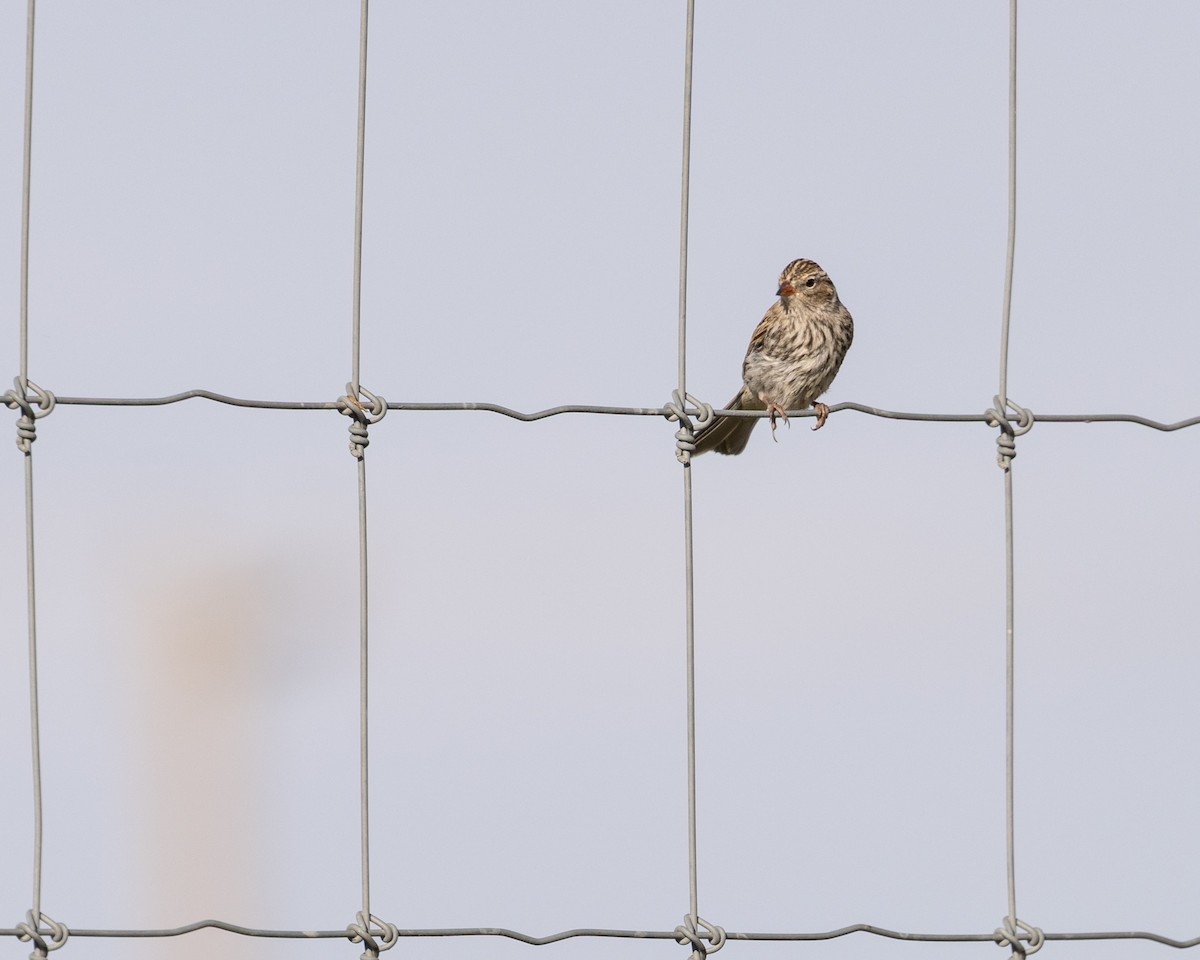 Spizella sp. - ML642544194