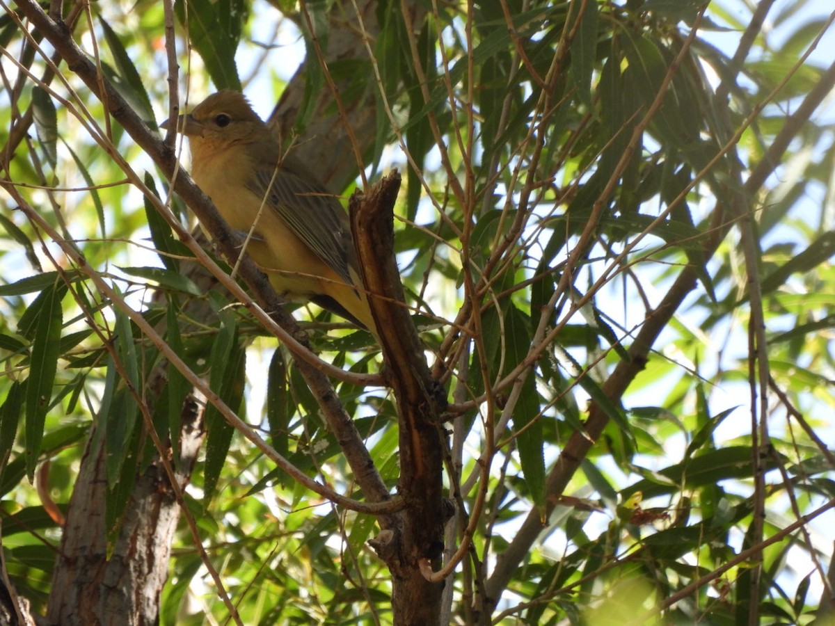 Summer Tanager - ML642544198
