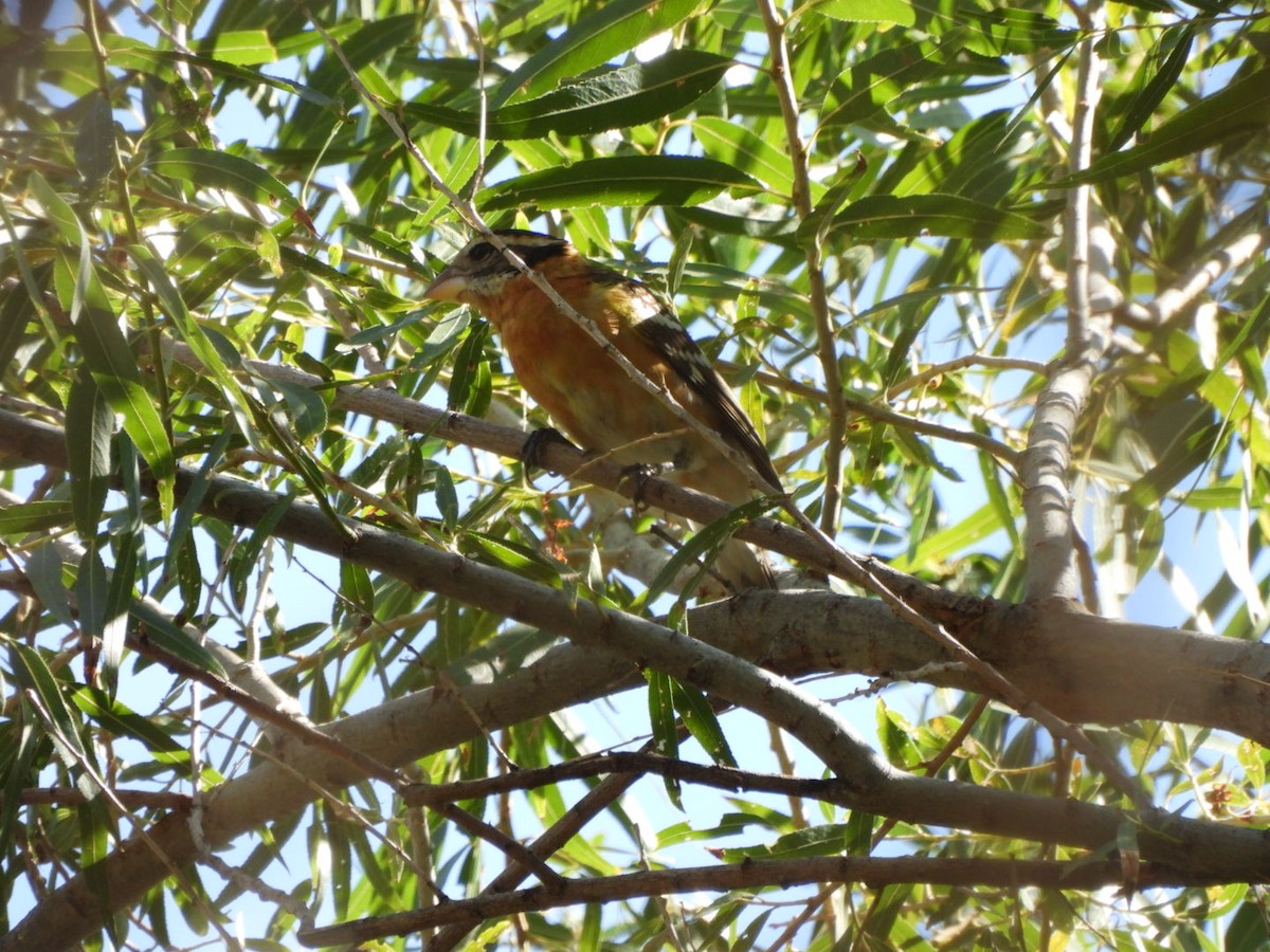 Black-headed Grosbeak - ML642544228