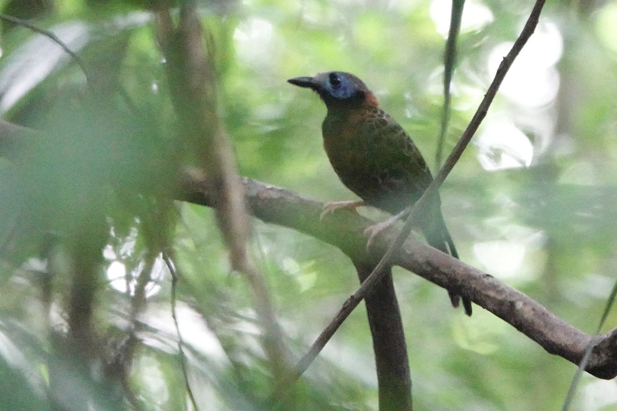 Ocellated Antbird - ML642544250