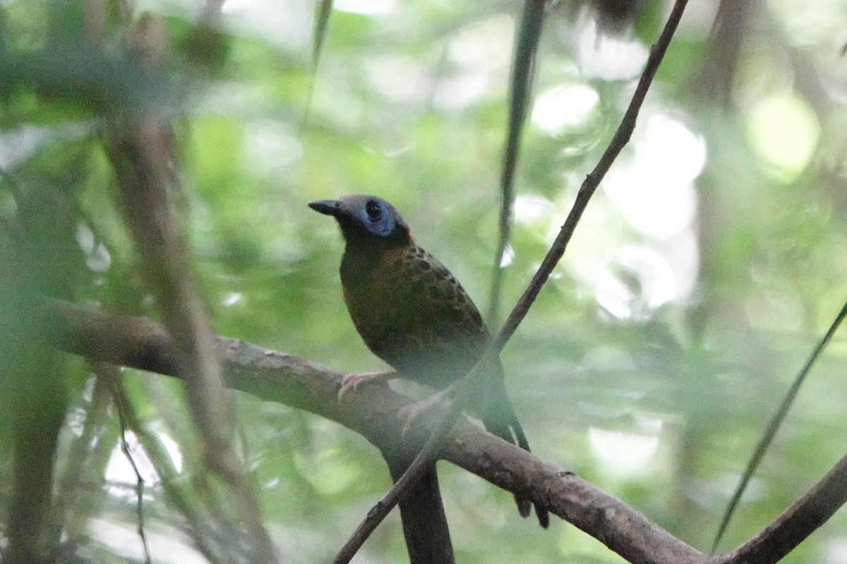 Ocellated Antbird - ML642544251