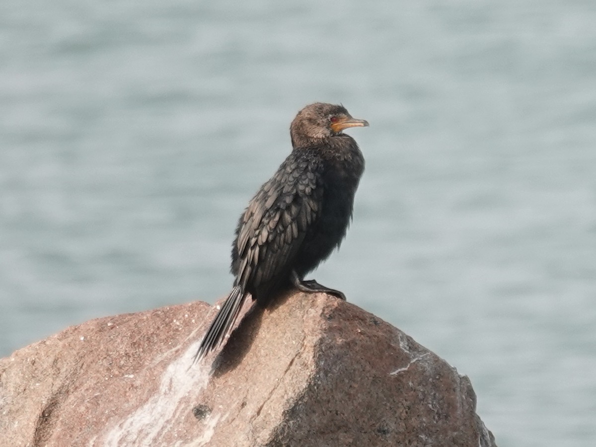 Crowned Cormorant - ML642544273