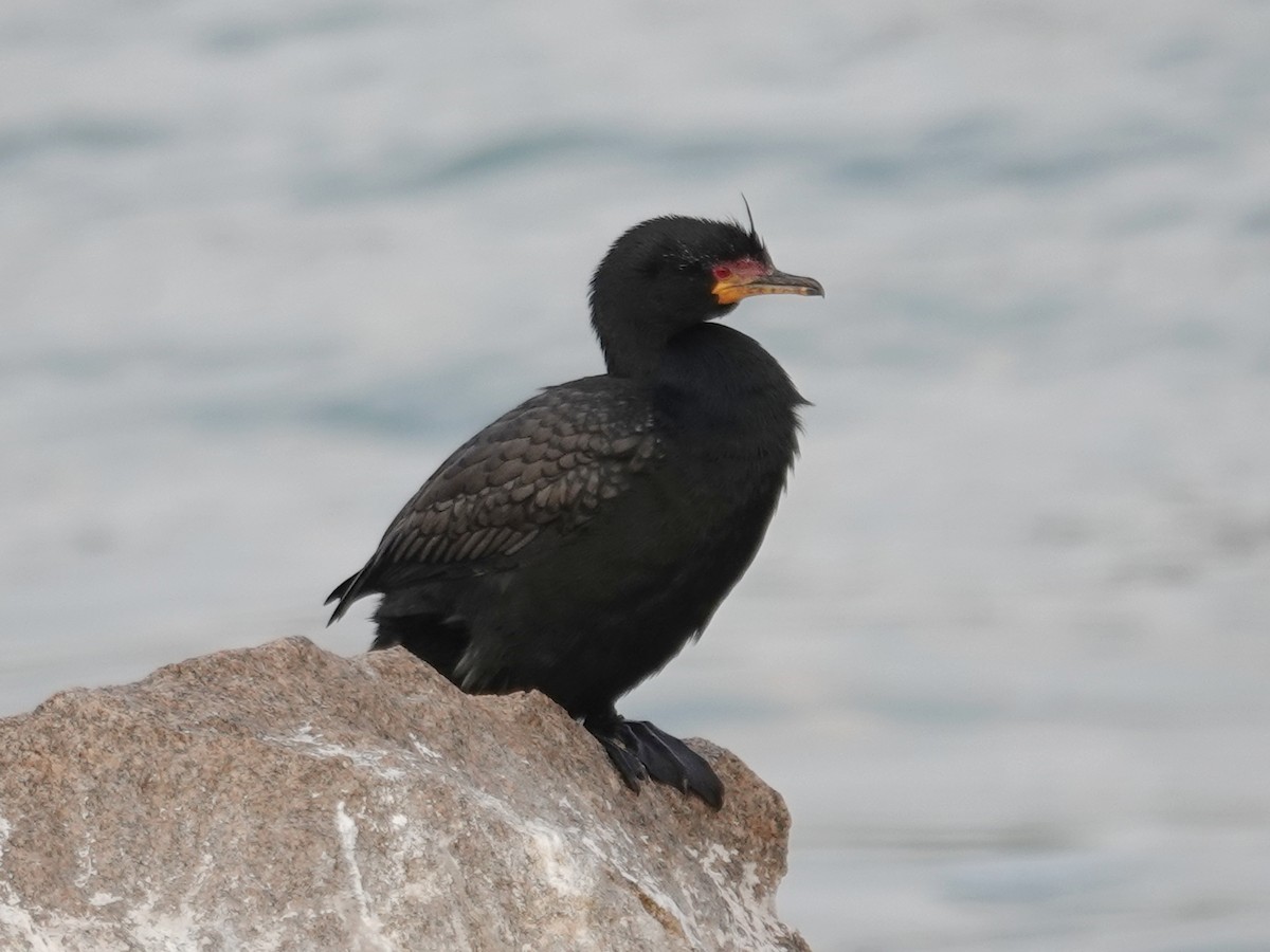 Crowned Cormorant - ML642544274