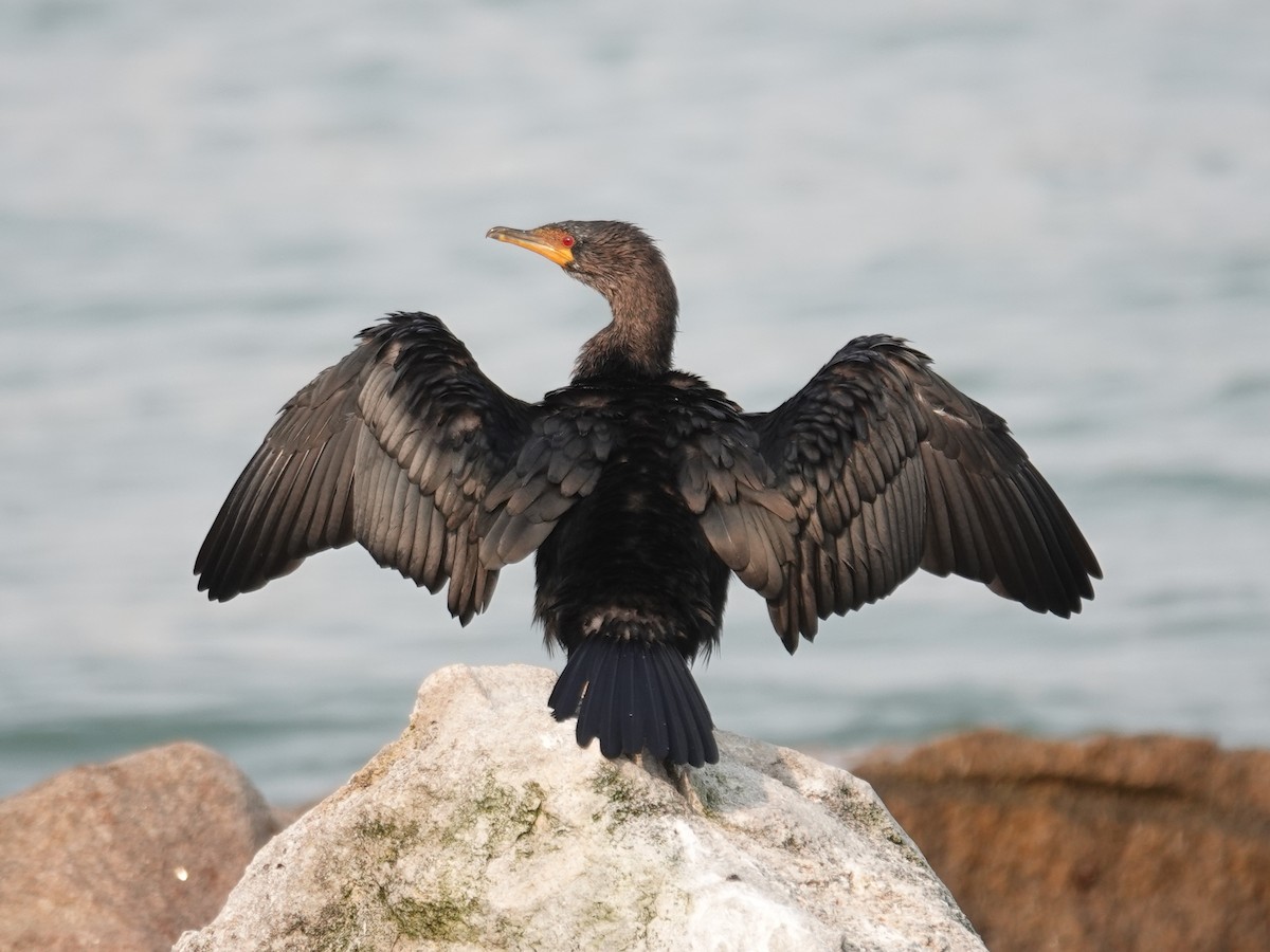 Crowned Cormorant - ML642544275